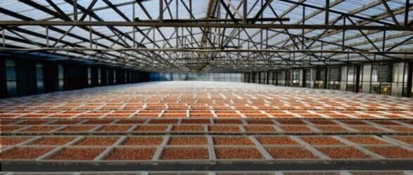 上架即售罄！还有人没吃过这款比枇杷还好吃的竹盐枇杷干？39.9元3大包！抢！