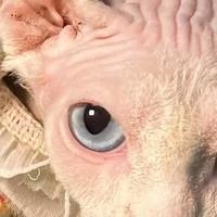 无毛猫泪痕吃什么猫粮好？5 款去泪痕猫粮推荐！