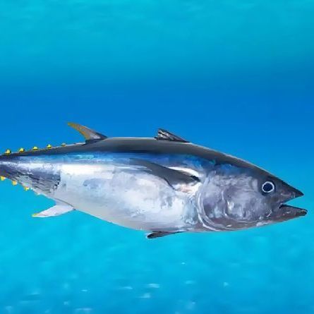 黄鳍金枪鱼和蓝鳍金枪鱼哪个贵？哪种味道好？