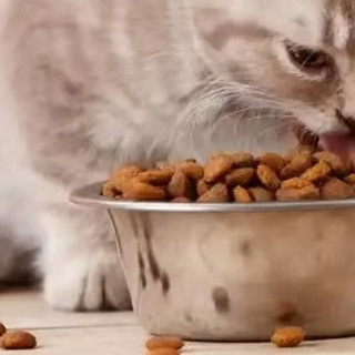宠物猫粮怎么选更省钱？天然猫粮排行榜高性价比推荐