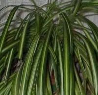 家里养这些绿植，空气清新又健康！