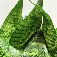 你知道吗？这些植物能净化空气！