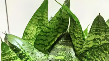 你知道吗？这些植物能净化空气！