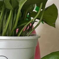 阳台客厅种这些绿植！家里秒变“天然氧吧”

