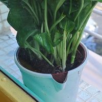 阳台客厅塞了几盆绿植，我家直接变成“天然氧吧”！