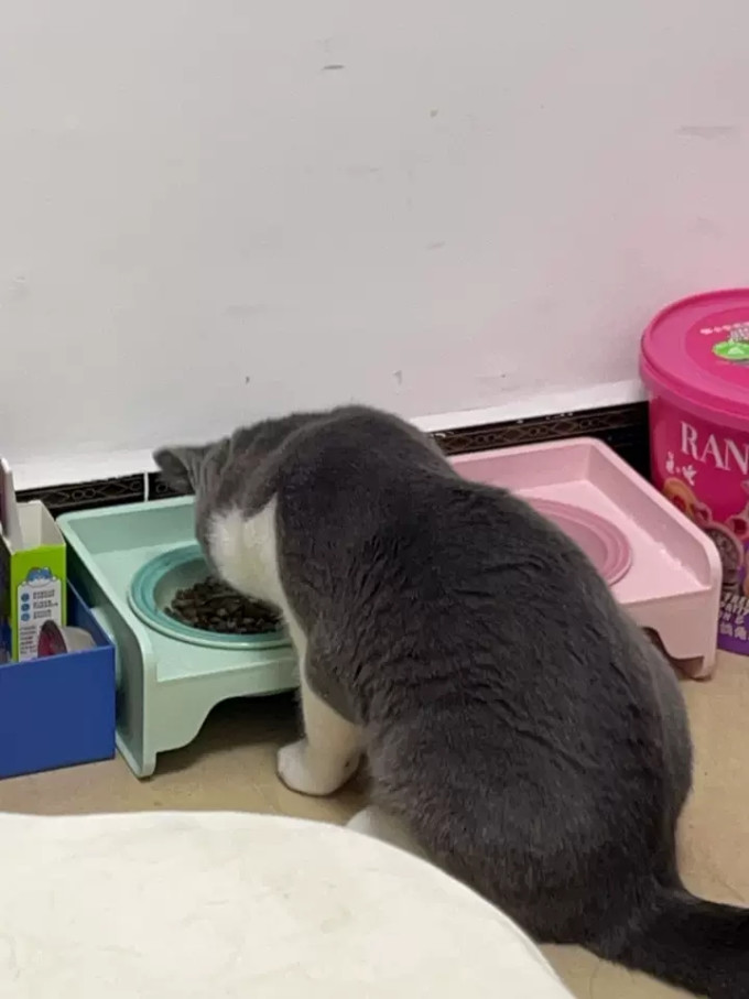 蓝氏猫咪干粮