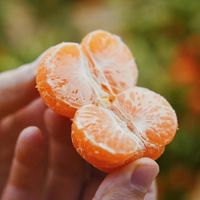 涌泉蜜桔哪里的最正宗呢？临海蜜桔什么时候上市？