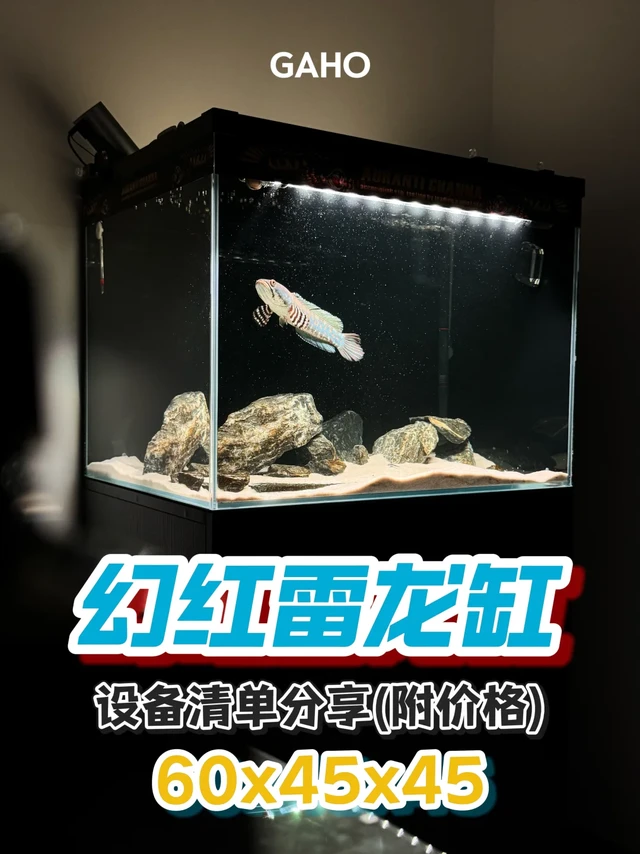 入坑雷龙3个月，新手可直接抄作业🔵幻红雷龙