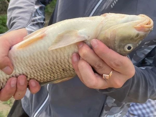 野钓一两斤的鱼需要用多粗的线？新手照着做就行