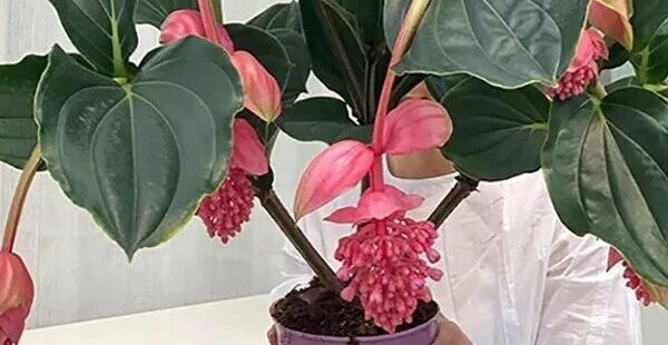 家里养盆宝莲灯，植株自带文艺属性，粉色的大花朵酷似倒吊的荷花，花叶俱美！