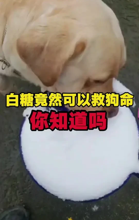 #养狗经验分享 #养狗人 #狗狗 #萌宠 #狗狗驱虫  白糖可以救狗命，你知道吗？