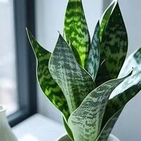 不同大小户型绿植怎么选？