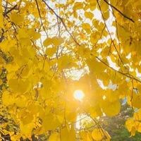 秋日小香风西装套装散发知性魅力