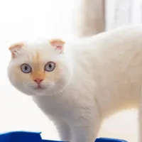 希喂宠物空气净化器吸猫毛是智商税吗？真实使用感受分享！