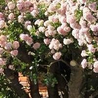 “养了30年的玉树，跟着主人吃尽苦头，依然玉树临风”，物大成精