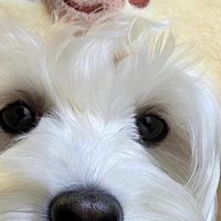 小型犬狗粮哪个牌子好？推荐5款，营养均衡更健康！