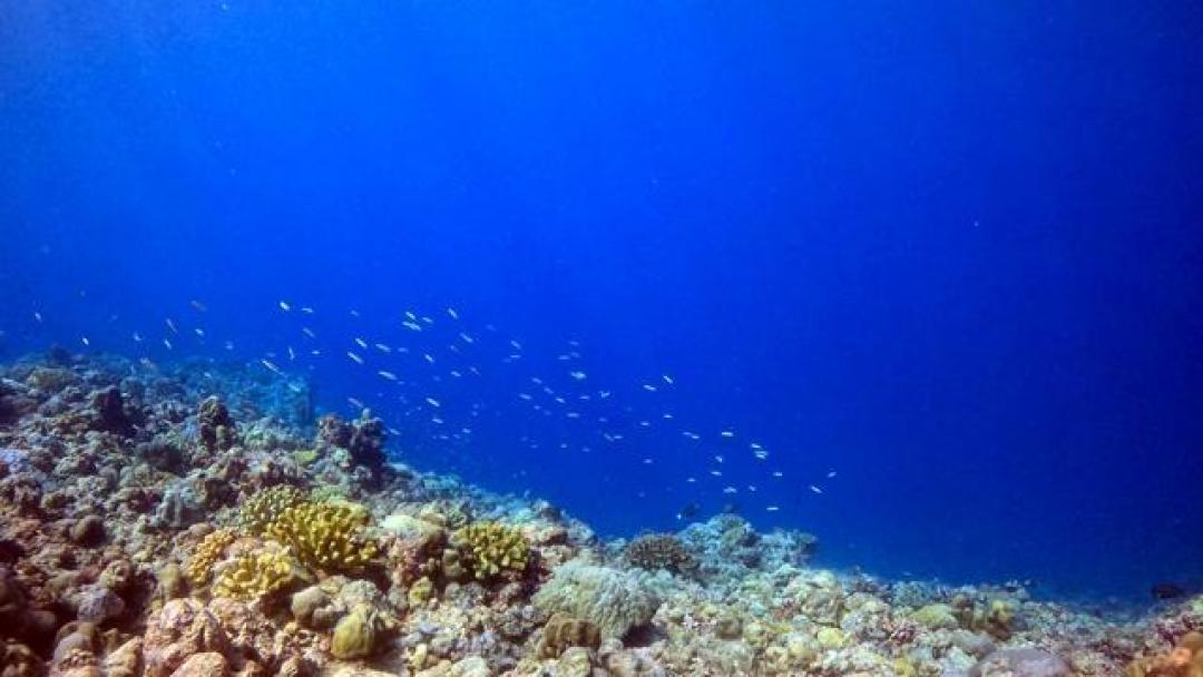 中国南海生态屏障构建:解读黄岩岛国家级自然保护区的战略部署与治理实践