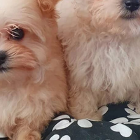 肠胃差的狗狗吃什么狗粮？2025高口碑易消化五大狗粮推荐！