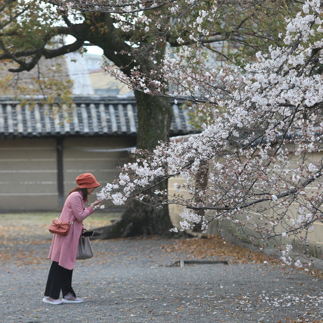 世界遗产巡礼之西本愿寺，东本愿寺和东寺