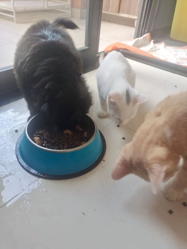 京东0元购的猫粮被狗吃完了