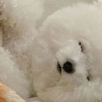 帮助小型犬长肉吃什么狗粮？推荐5款，长肉效果佳又护胃！