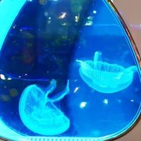 闲鱼“神捡漏”！4L迷你水母缸，百元开启桌面海洋奇幻之旅