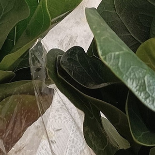 琴叶榕：打造居家格调的绿色精灵