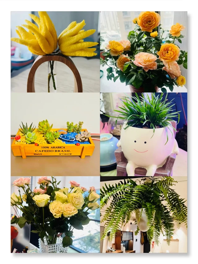 拼多多绿植鲜花大赏，美到失语～