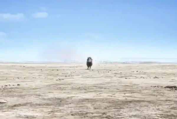 男人至死是少年：为什么三十多了，依旧喜欢动画片？ #动画 #狮子王