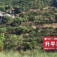 涌泉蜜桔采摘推荐哪里？正宗的那种
