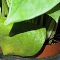 绿萝：家居里的清新魔法师