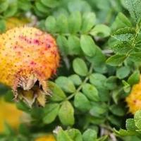 最值得带的贵阳十大特产，少带一样都亏