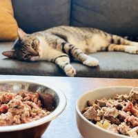 宠物料理机什么牌子好？铲屎官自制鲜粮料理机避坑经验分享