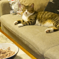 哪款牌子宠物料理机好用？一篇测评文章带你看懂选购门道