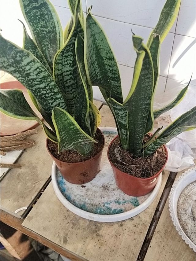 现代家居的高级感绿植