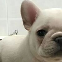 小型犬狗粮哪个品牌好？五款优选品牌让你更安心！