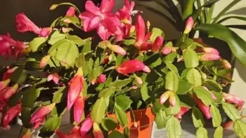 进入秋天，赶快给这几种“休眠花”浇水，一浇就醒，猛长大花苞！