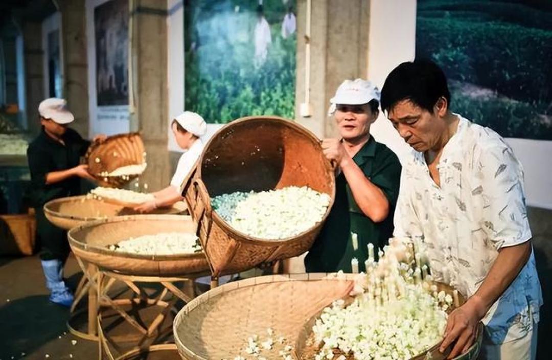 茉莉花茶飘花瓣≠高品质?一文读懂茶香密码与选购指南