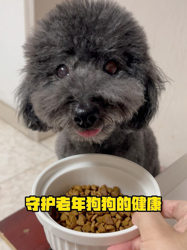 老年期的泰迪狗狗，选这款狗粮护关节不软便