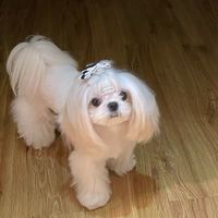 月薪多少钱可以养一只马尔济斯犬？5年小马主人经验分享