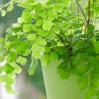 有氧空间改造记：家居绿植指南，如多肉植物墙、空气净化植物推荐