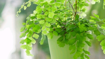 有氧空间改造记：家居绿植指南，如多肉植物墙、空气净化植物推荐