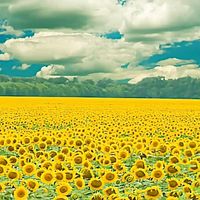 墙纸材料与工艺的历史进程