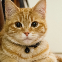独家：猫咪猫粮怎么选实用？2025年十大品牌猫粮排行榜