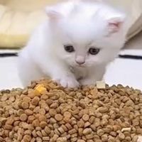 猫粮怎么选哪个牌子好？万人推荐十大猫粮品牌排行榜