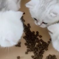 专业猫粮选购攻略怎么选不踩雷？吐血整理猫粮国产品牌十大排行
