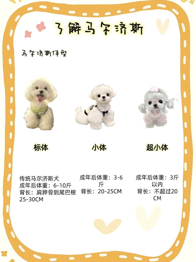 2.5万买的超小体马尔济斯（内含实拍多图）