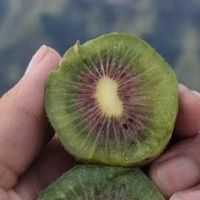 翠香猕猴桃：绿芯小炸弹🥝 果坛“毛球”的逆袭喜剧》