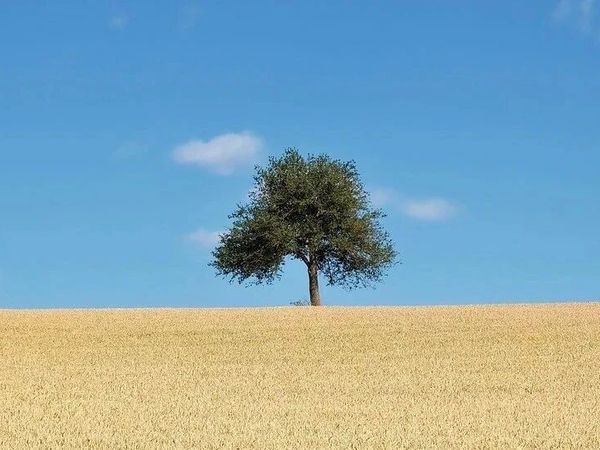 （单身生活的100个基本）013-自己做菜需要厨刀