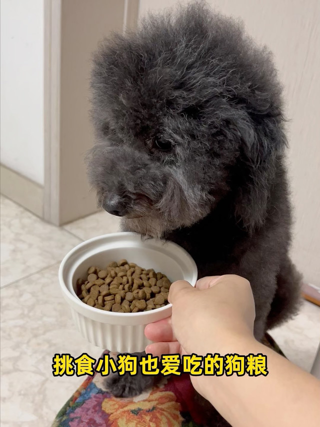 养狗9年铲屎官告诉你，选这款狗粮准没错